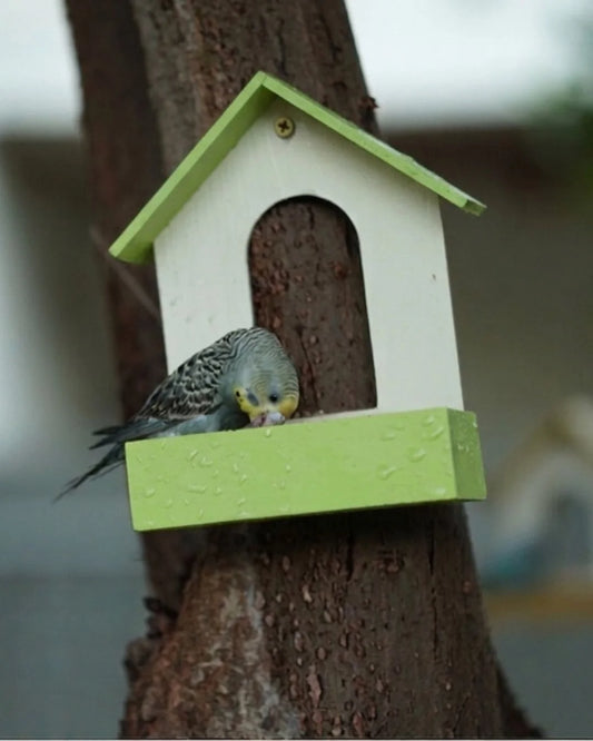 Hanging Bird Seed Feeder