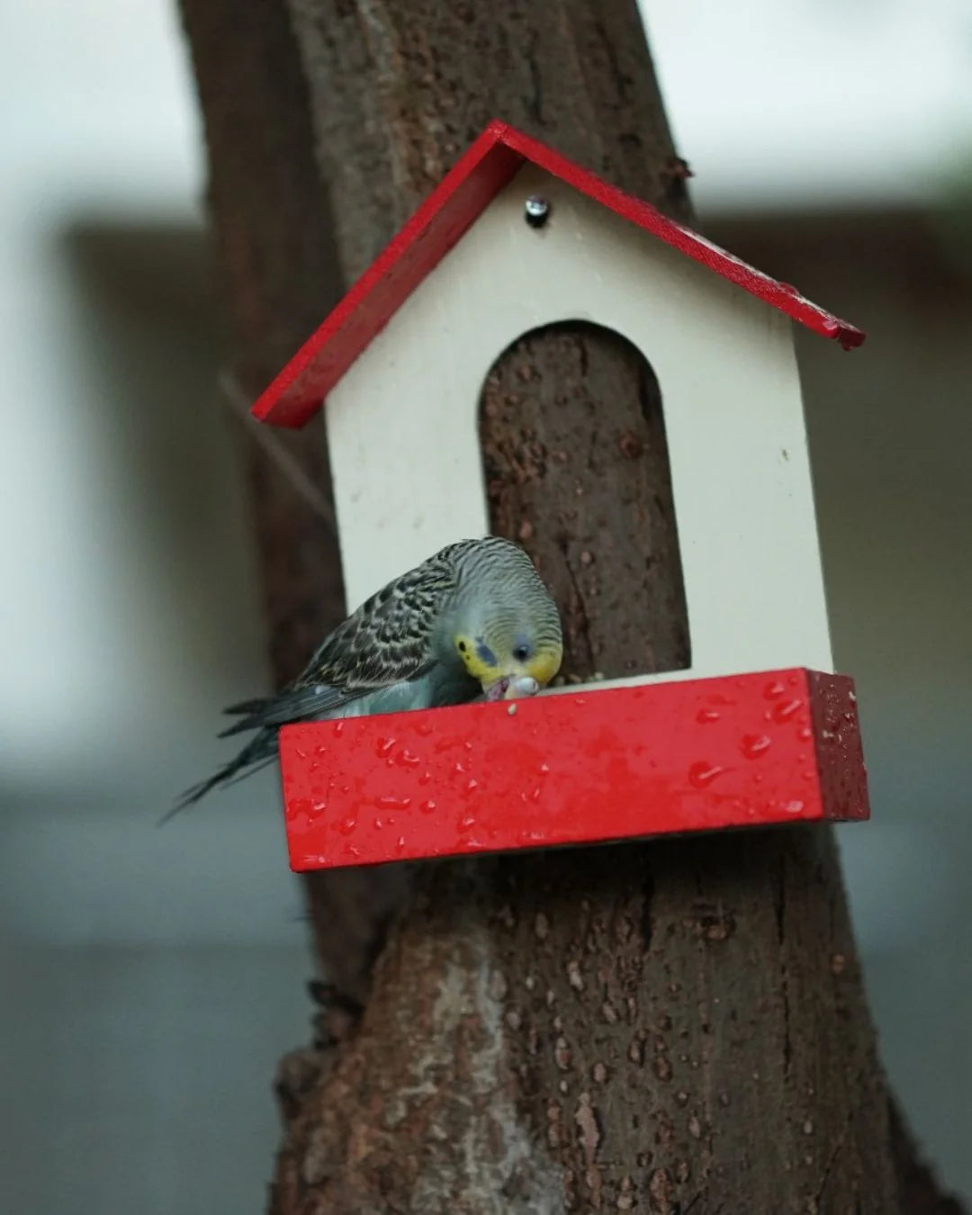 Hanging Bird Seed Feeder