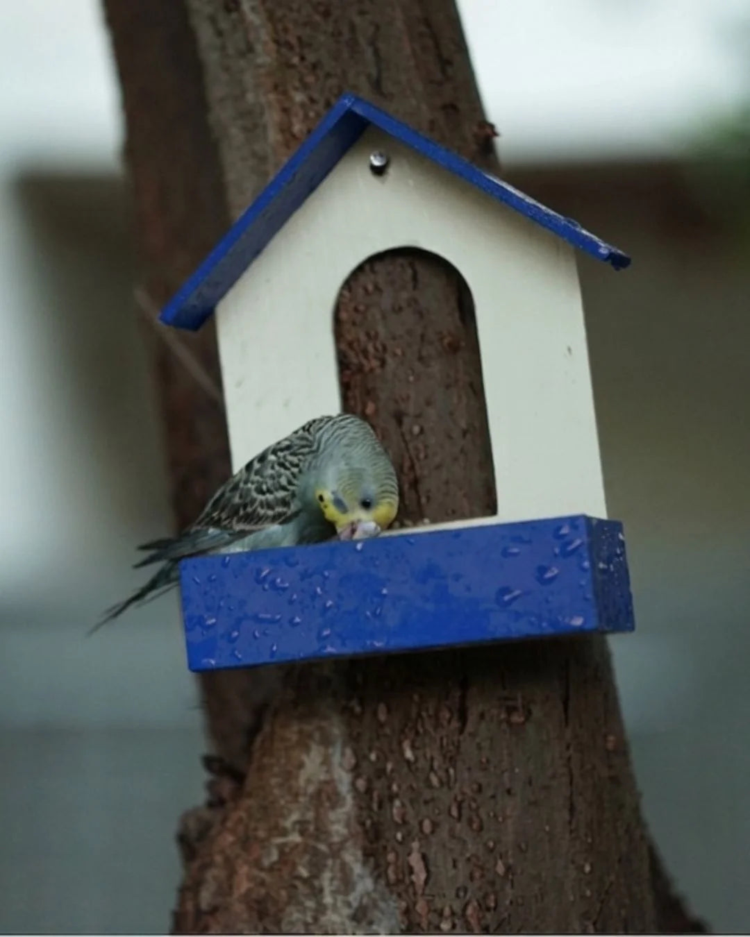 Hanging Bird Seed Feeder