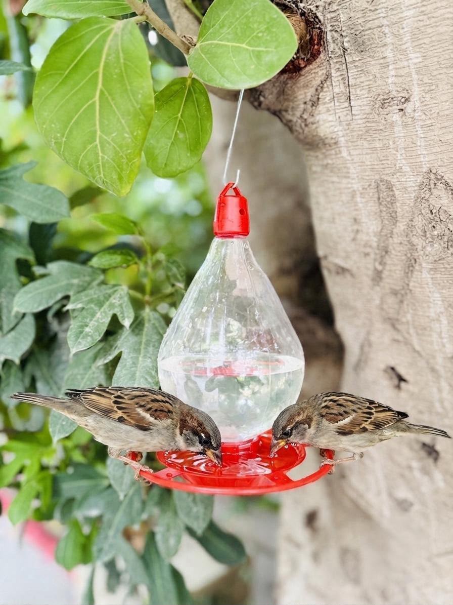Hanging Water Drinker for Birds