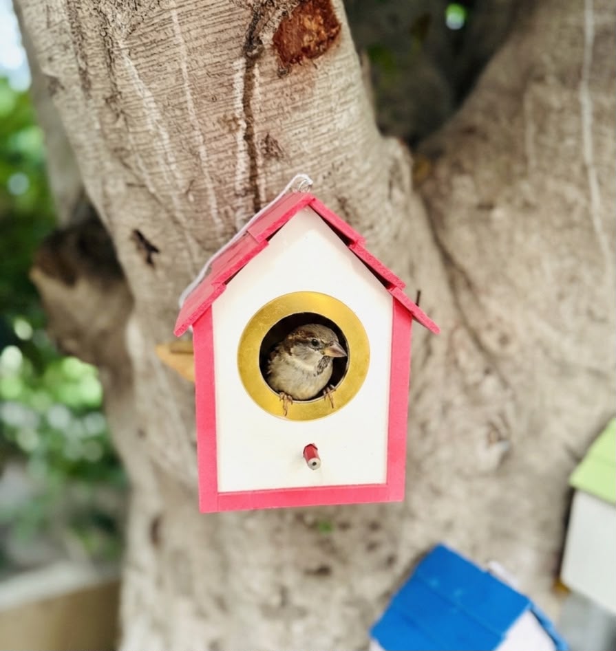 PVC Bird House with Gold Entry Ring